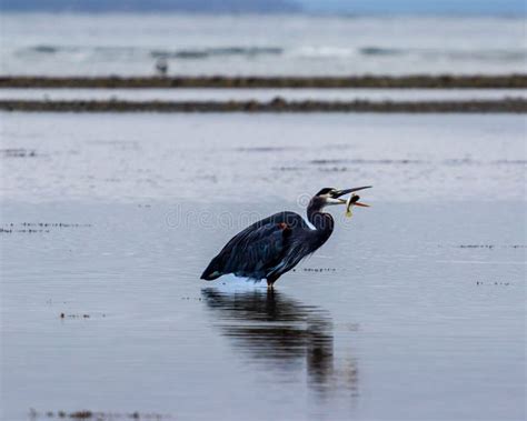 Great Blue Heron Stands In The Shallow Water Eating A Fish With Blue