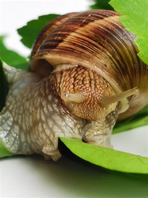 P30 pro macro : r/HuaweiPics