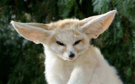 Fennec Fox Backgrounds, White Fennec Fox Backgrounds, #31044