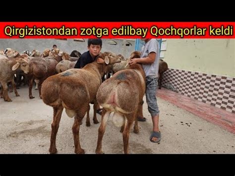 Qirgizistondan N1 Edilbay Qochqorlar Keldi YouTube