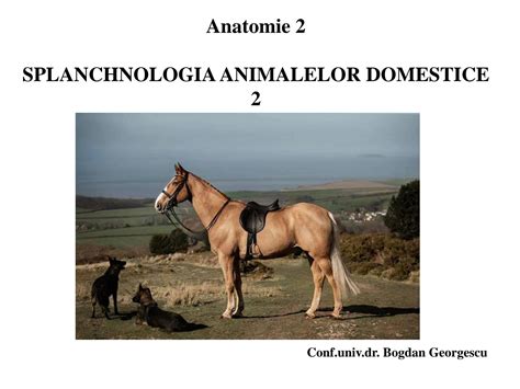 Solution Anatomie Curs Ro Studypool