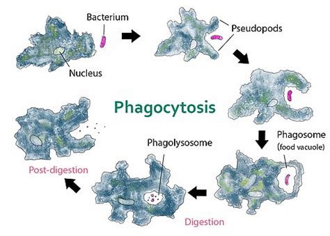 Phagocytosis - Definition, Steps, Process and Examples