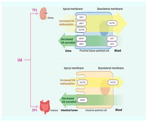 Foods Free Full Text Understanding Hyperuricemia Pathogenesis