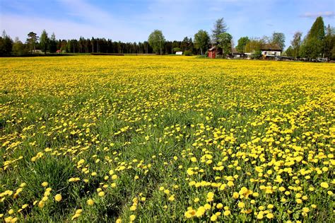 Feld Blumen Feder Gelbe Kostenloses Foto Auf Pixabay Pixabay