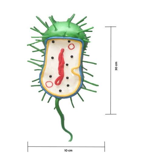 Modelo de Célula Animal Maquete O produto tem cerca de 30 cm
