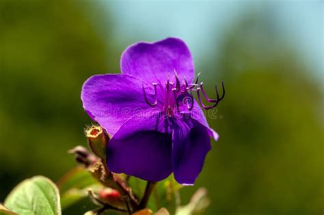 Glory Bush Flower Tibouchina Semidecandra Stock Image Image Of