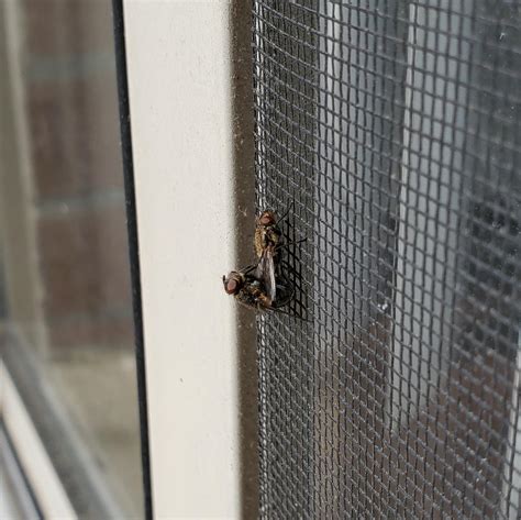 2 flies having a good time on my patio screen this morning. : r