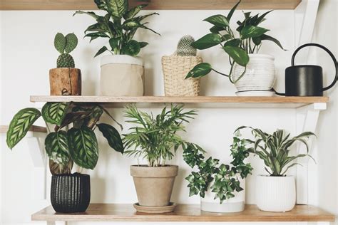 Winter Houseplant Care How To Look After Your Houseplants This Season