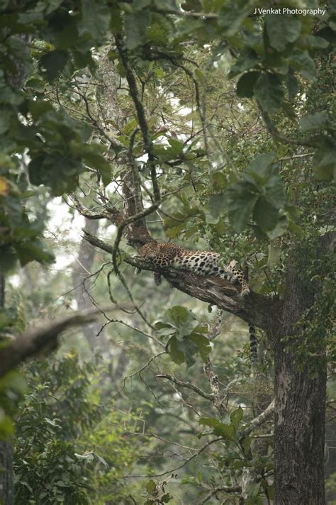 a leopard laying on top of a tree branch in the forest with lots of leaves