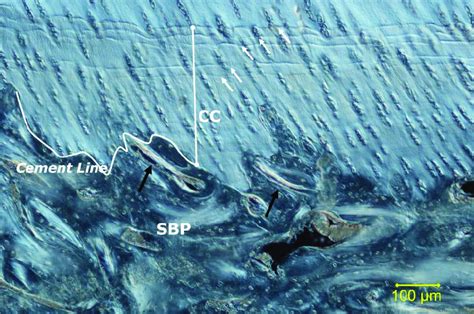 High-resolution differential interference contrast (DIC) optical light ... 