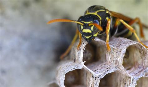 Meet The 'Ampulex Dementor' Wasp, Inspired by Harry Potter (And This Is ...