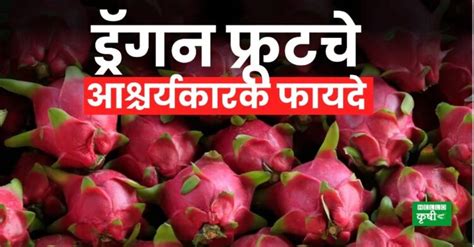 Dragon Fruit ड्रॅगन फ्रूटचे हे आहेत आश्चर्यकारक फायदे जाणून घ्या कोणते आजार दूर होतात