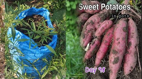 How To Grow Sweet Potatoes In Bag To Get More Youtube