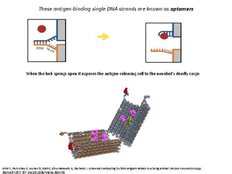 Introduction To Dna Origami Synthesis Of Dna Origami