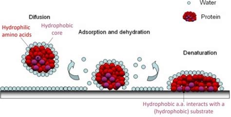 Biomaterials: Lecture 9 Flashcards | Quizlet 