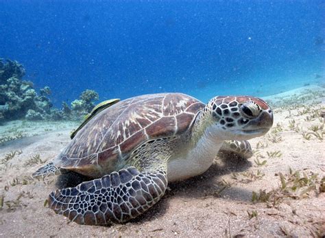 Animaux Marins En Voie De Disparition La Saison Bleue