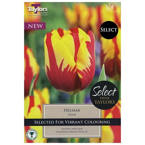 Tulip Helmar Bulbs