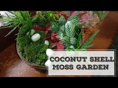 How To Make Coconut Shell Moss Garden Terrarium