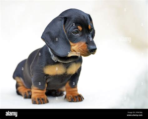 Dachshund Miniature Puppy Short Haired Black And Tan Stock Photo Alamy