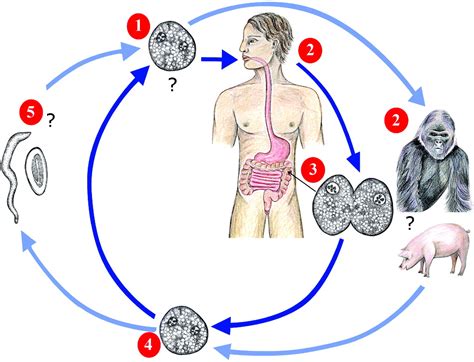 Blastocystis Hominis Life Cycle