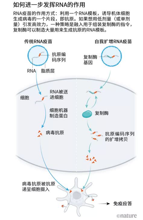 RNA疫苗如何在新冠疫情中弯道超车