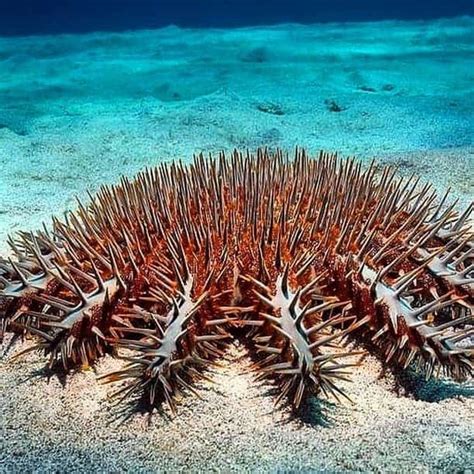 What And How Do Starfish Eat 101 Guide Coachella Valley Preserve