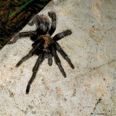 ID? Southern California. Mexican blonde spider? : r/arachnids