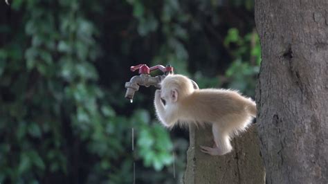 Albino Monkey Wallpapers - Wallpaper Cave