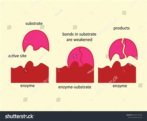 Mechanism Action Enzymes Metabolic Processes Stock Vector (Royalty Free) 1802173678 | Shutterstock