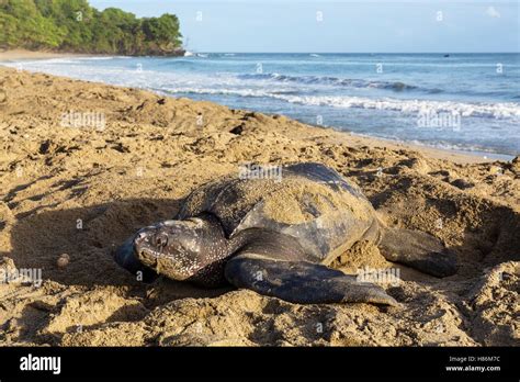 Leatherback Sea Turtle Dermochelys Coriacea Female Digging Nest