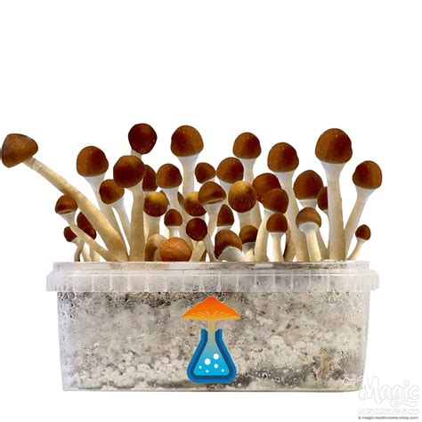 Mazatapec Magic Mushroom Grow Kit Xl Getmagic