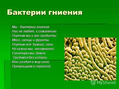 Бактерии. Виды бактерий - презентация онлайн