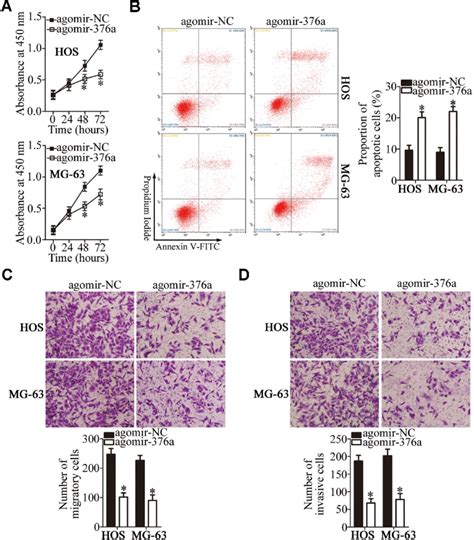 MiR 376a Exerts A Tumor Suppressive Action On The Growth And Metastasis