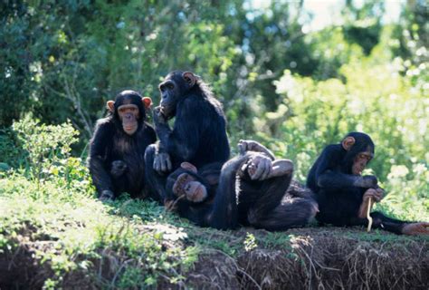 Los Primates A Vivir En Grandes Grupos Por La Vía Rápida Rtve