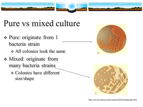 Microbiology Brininstool Chapter Flashcards Quizlet