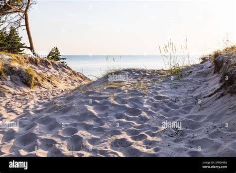 Baltic Sea Shore With Sandy Dunes And Pine Trees Typical Baltic Sea