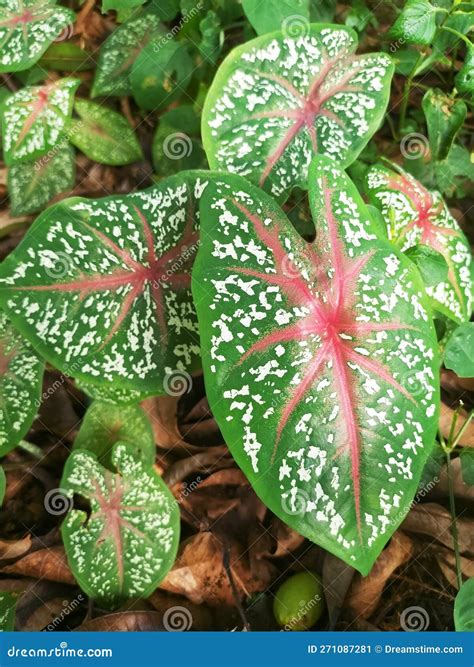 Taro or Caladium Bicolor is a Group of Plants from the Genus Caladium