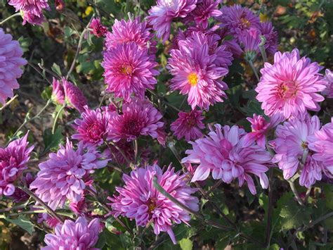 Buy Pink Chrysanthemum | Fresh Flower BloomyBliss