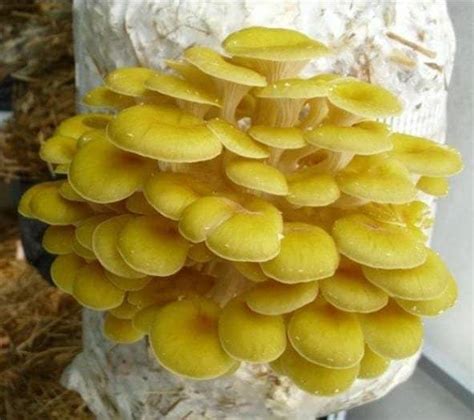 Golden Oyster Mushroom Pleurotus Citrinopileatus For Logs Grow