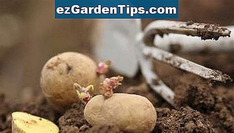 Hoe Aardappelschurft Te Bestrijden Tips Tuinders Nl Ezgardentips