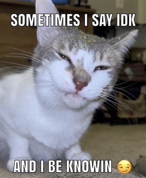 cat memes  funny images dreams quote