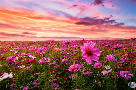 Lovely Places To Go Flower Picking Near Sydney This Summer