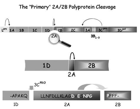 Polyprotein Processing In Fmdv The Sites Of The Primary Cleavages And