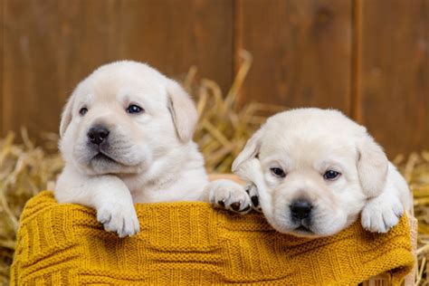 15 Best White Labrador Breeders In The United States