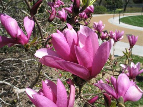 Ann Magnolia – Wilson Nurseries