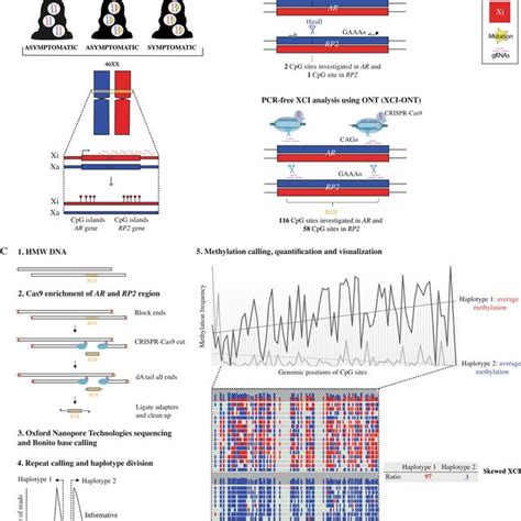 Visualization Of Xci Ont Result Using Integrative Genomics Viewer Igv