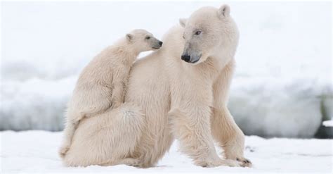 Polar Bear Lifespan: How Long Do Polar Bears Live? - A-Z Animals