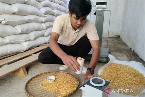 Bulog Sudah Menyerap 52 672 Ton Jagung Petani Di NTB