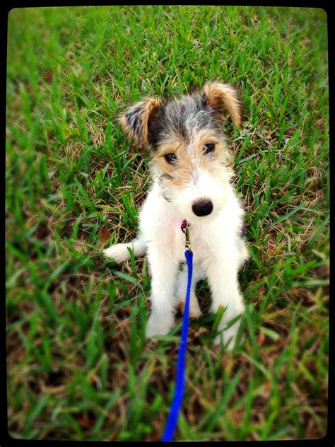 What Is The Best Way To Introduce A Puppy To An Older Dog