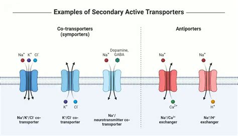 Active Transport Definition Types Process Functions Examples